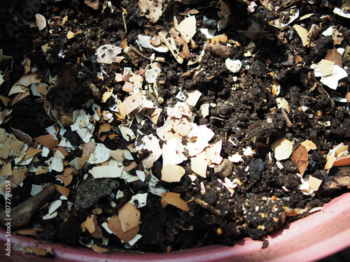 egg shell for plantting vegetable and composs in soil good for plant photo