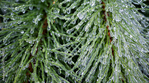Pine needles branches covered in ice fresh crisp cold