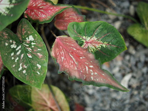 caladiume bicolor leafe plant bueaty decorate in house pot  photo