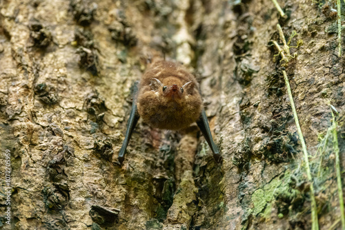 Close up Greater sac-winged white-lined bat, Saccopteryx bilineata, family Emballonuridae native to Central and South America. photo