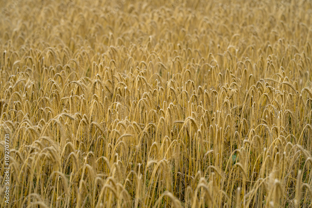 Wheat field. Ripening ears of wheats in field. Field of wheats. Field landscape. Background of ripening wheat ears. Wheat field. Ripening ears of wheats in field. Field of wheats. Field landscape. Background of ripening wheat ears.
