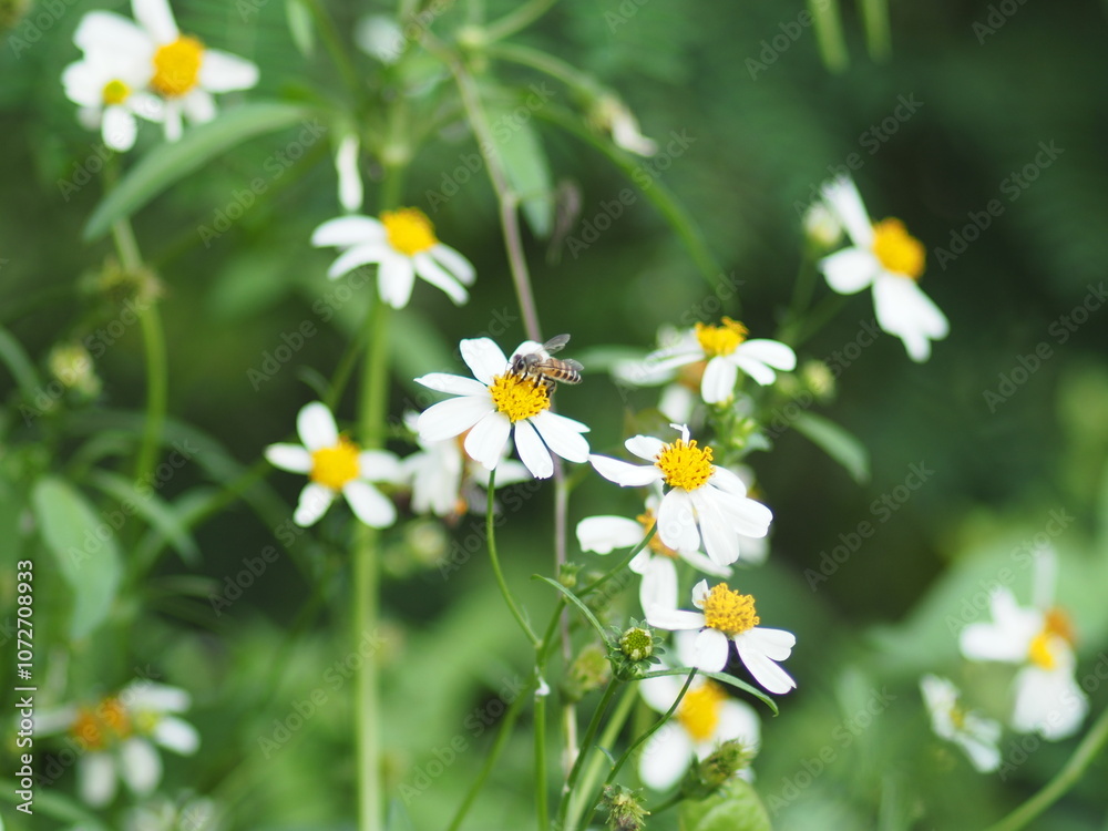 sunlight grass flied and blur background bokeh sweet flower
sunlight grass flied and blur background bokeh sweet flower