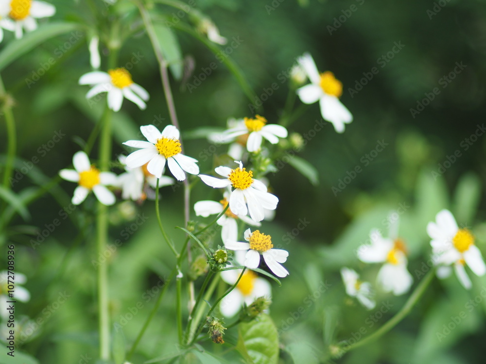 sunlight grass flied and blur background bokeh sweet flower
sunlight grass flied and blur background bokeh sweet flower