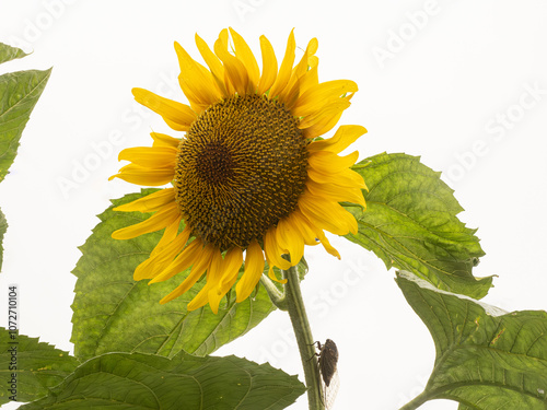 ヒマワリ（向日葵）とクマゼミ。
Sunflowers (sunflowers) and bear cicada. photo