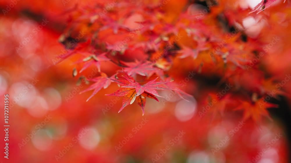 Close-up colorful nature calm autumn golden foliage on tree in autumnal fall park forest woods bright sunbeams sunlight breaks through leaves sunset or dawn nice sunny weather Close-up colorful nature calm autumn golden foliage on tree in autumnal fall park forest woods bright sunbeams sunlight breaks through leaves sunset or dawn nice sunny weather