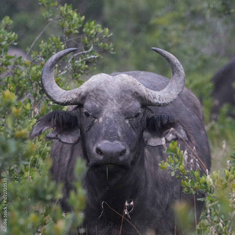 Africa Big Five---Buffalo
One of the most dangerous animal in Africa Africa Big Five---Buffalo
One of the most dangerous animal in Africa