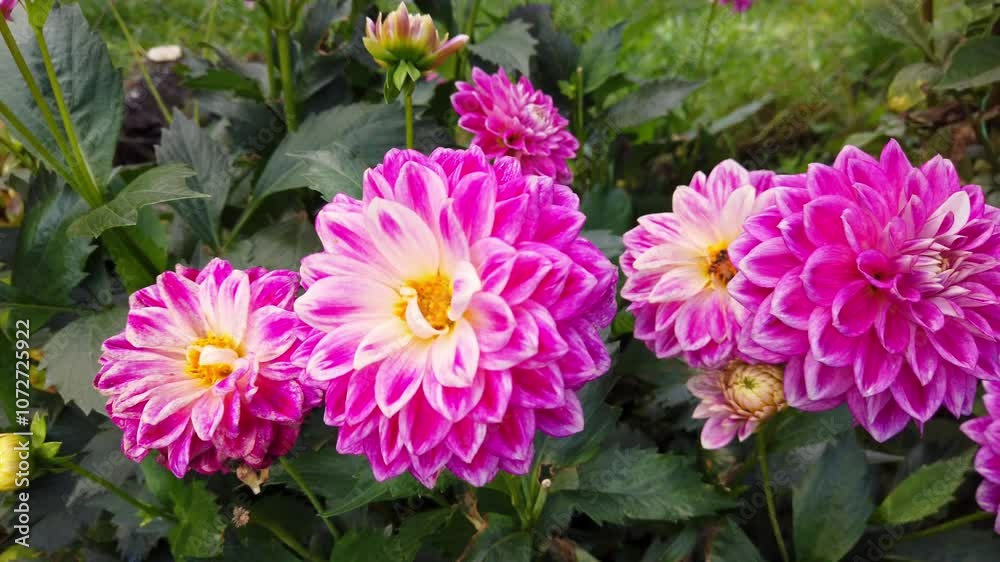 Gorgeous Pink and White Dahlia Flowers Vibrantly Displaying Their Full Bloom
Gorgeous Pink and White Dahlia Flowers Vibrantly Displaying Their Full Bloom