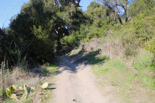 underbrush growing near hiking trail