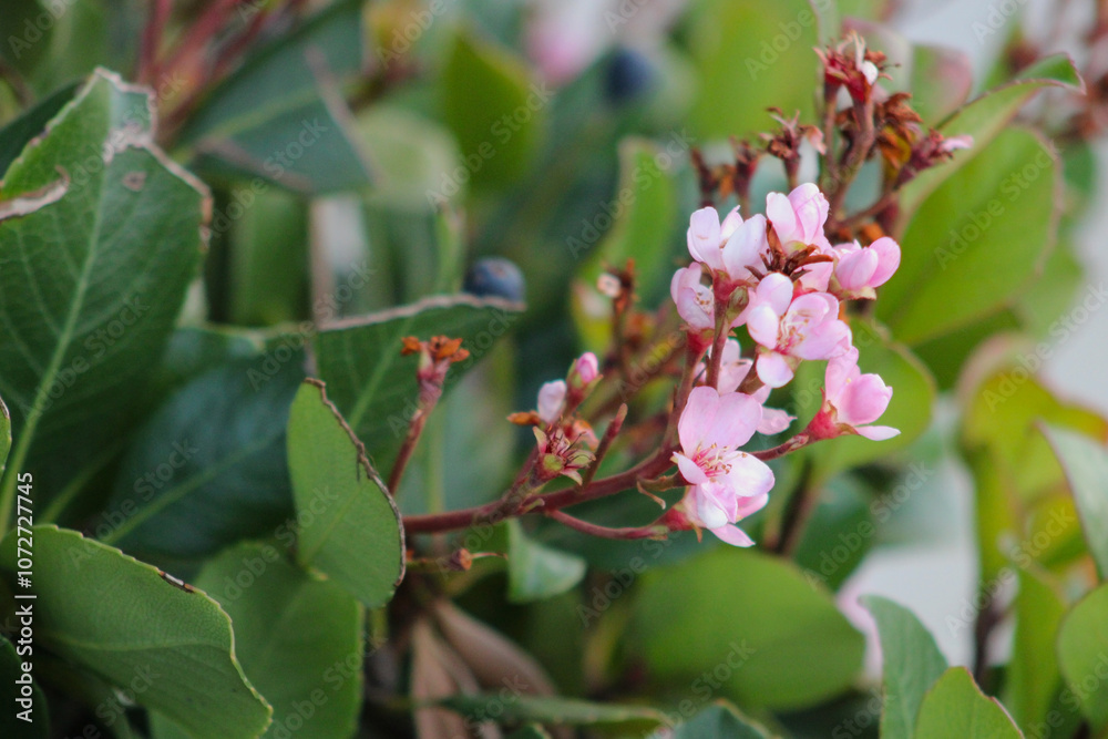 pink flower blooms growing on branch pink flower blooms growing on branch