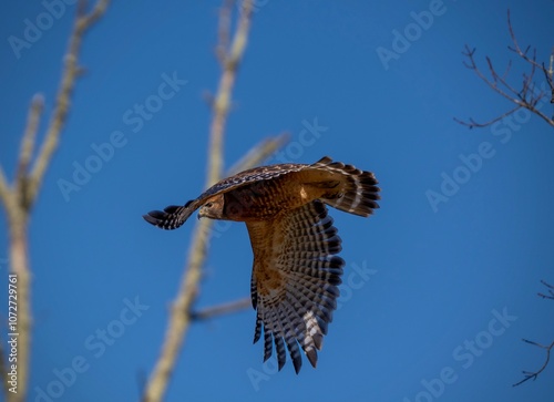 bird of prey photo