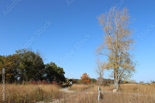 Single cottonwood tree next to an abandoned railroad at Illinois Beach State Park in autumn photo