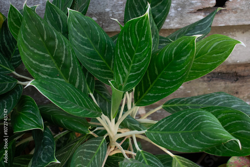 Green ornamental plants in the garden, very fresh photo