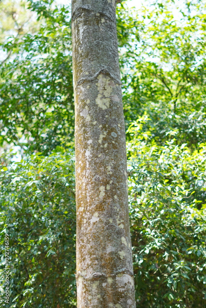 Pine tree trunk with white spots and green leaves background of trees Pine tree trunk with white spots and green leaves background of trees