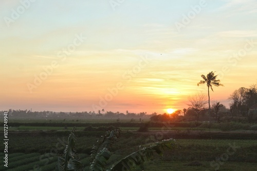 Twilight sky over rice fields in the village