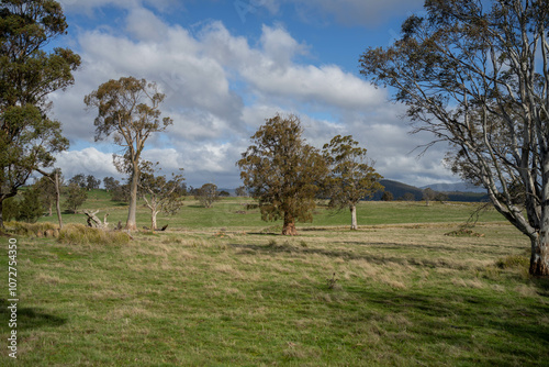 beautiful gum Trees and shrubs in the Australian bush forest. Gumtrees and native plants growing in Australia in spring. eucalyptus growing in a tall forest photo