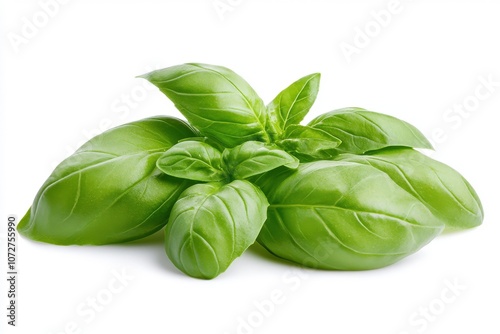 Fresh Basil Leaves Isolated on White Background