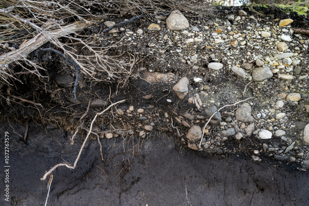 soil profile of land with soil layers of dirt, roots, organic matter, and plants in the bush and forest soil profile of land with soil layers of dirt, roots, organic matter, and plants in the bush and forest