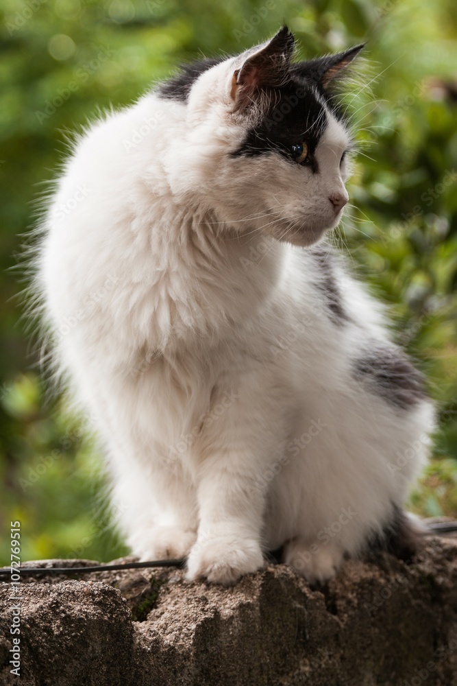 Nice Cat Nice Cat
