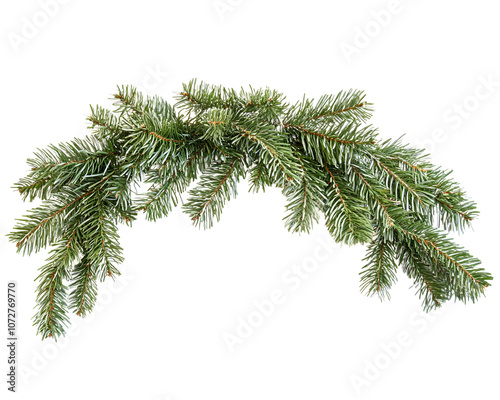 A vibrant green pine branch with lush needles, isolated on a white background, perfect for holiday decorations or nature-themed designs.