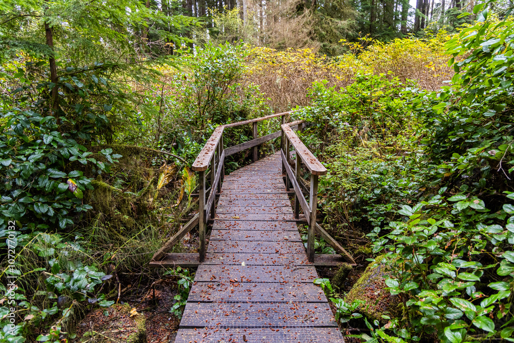 Obraz premium Scenic Wooden Footbridge in Lush Vancouver Island Forest