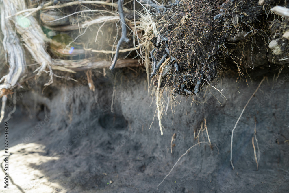 soil profile of land with soil layers of dirt, roots, organic matter, and plants in the bush and forest soil profile of land with soil layers of dirt, roots, organic matter, and plants in the bush and forest