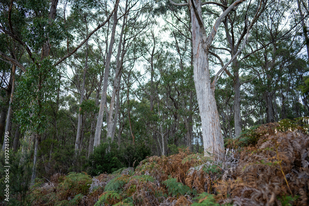 Fototapeta premium beautiful australian bush with trees, shrubs, grasses, with lots of different types, storing carbon in a forest