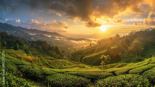 tea plantation in the mountains with sunset view