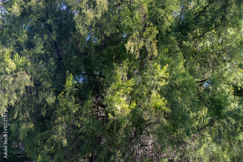 beautiful gum Trees and shrubs in the Australian bush forest. Gumtrees and native plants growing in Australia in spring. eucalyptus growing in a tall forest