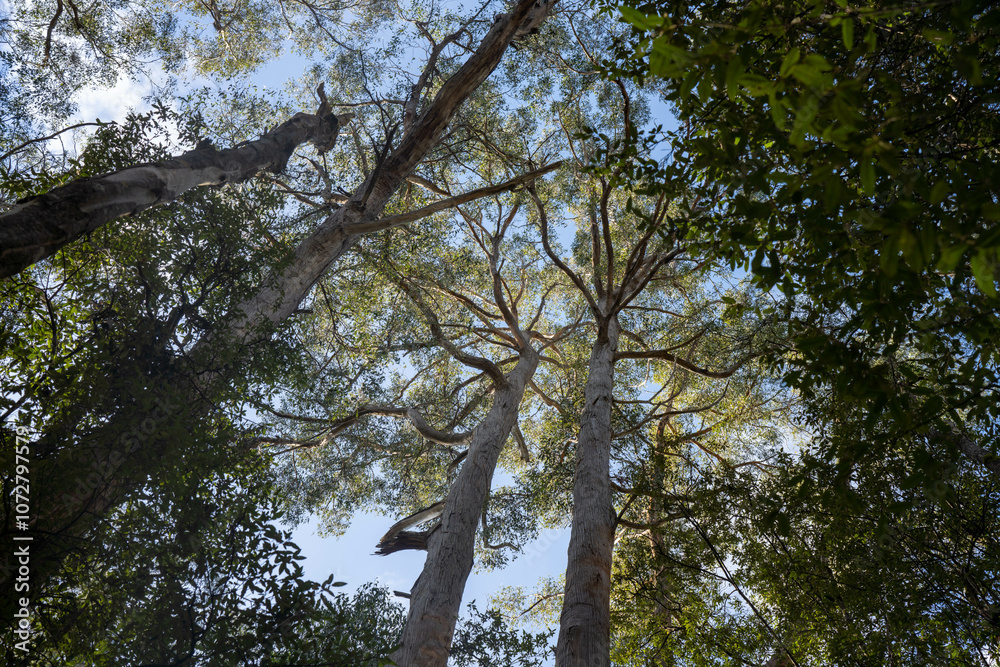 Fototapeta premium beautiful gum Trees and shrubs in the Australian bush forest. Gumtrees and native plants growing in Australia in spring. eucalyptus growing in a tall forest