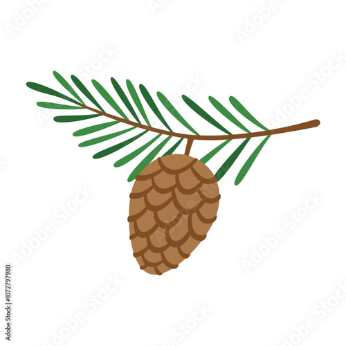 Pine cone and pine branch isolated on white background.