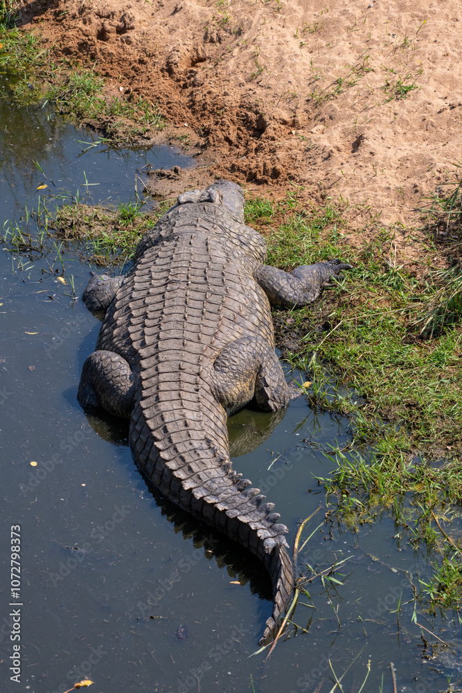 Nile crocodile (Crocodylus niloticus) is a large crocodilian native to freshwater habitats in Africa, where it is present in 26 countries. It is widely distributed in sub-Saharan Africa Nile crocodile (Crocodylus niloticus) is a large crocodilian native to freshwater habitats in Africa, where it is present in 26 countries. It is widely distributed in sub-Saharan Africa