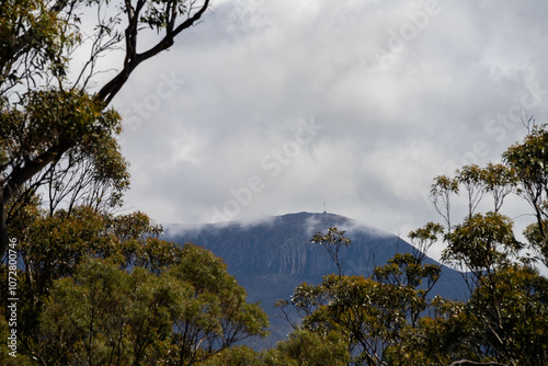 beautiful gum Trees and shrubs in the Australian bush forest. Gumtrees and native plants growing in Australia in spring. eucalyptus growing in a tall forest photo