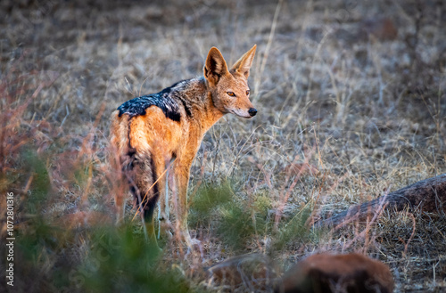 The black-backed jackal (Lupulella mesomelas), also called the silver-backed jackal, is a medium-sized canine native to eastern and southern Africa. photo