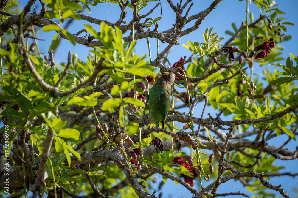 Meyer's parrot (Poicephalus meyeri), also known as the brown parrot, is a species of parrot native to Africa. A Meyer's parrot has grey feathers, turquoise belly, blue rump, and bright yellow markings Meyer's parrot (Poicephalus meyeri), also known as the brown parrot, is a species of parrot native to Africa. A Meyer's parrot has grey feathers, turquoise belly, blue rump, and bright yellow markings