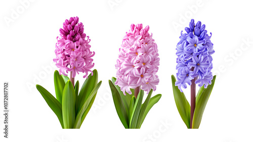 Purple and pink hyacinth, spring flowers, isolated or white background