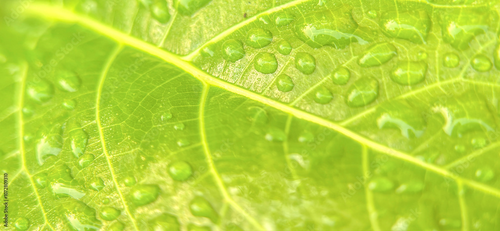 Close-up image captures the intricate details of a green leaf adorned with numerous water droplets. Closeup green leaf background photo with soft bokeh effect.