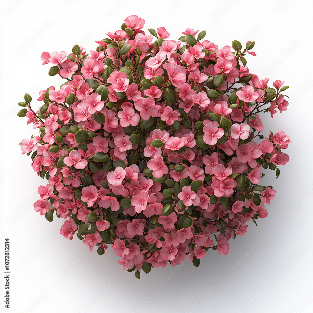 Green bush with flowers on white background Green bush with flowers on white background