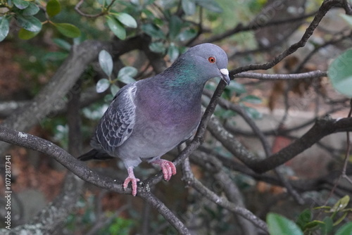 pigeon on a branch