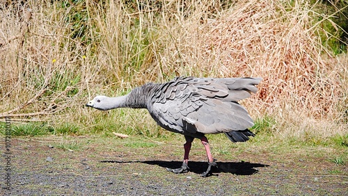 2024 January Philip Island Australia, Cape Barren Goose Extending Neck photo