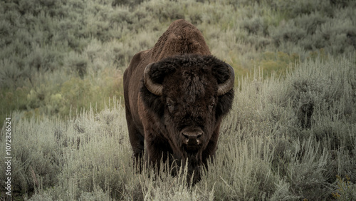 Large Male Bison Stands In Sage Bushes Of Lamar Valley photo