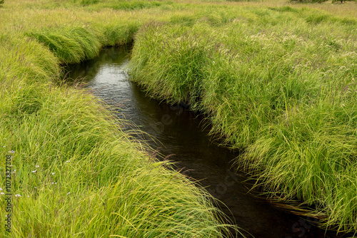 Lush Green Grasses Cover Tehe Banks Of The Gibbon River Leaving Wolf Lake photo