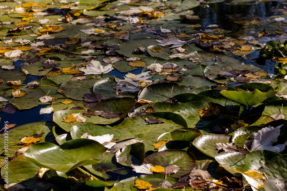 lily pads on a lake in autumn with leaves floating on water