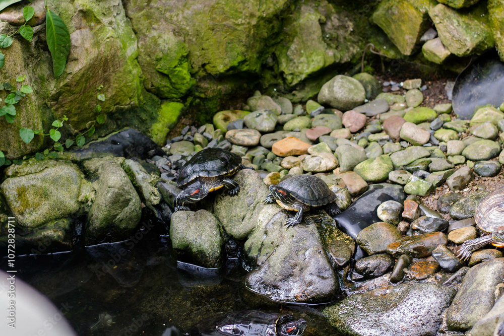 turtles on the stone in the pond, beautiful photo turtles on the stone in the pond, beautiful photo