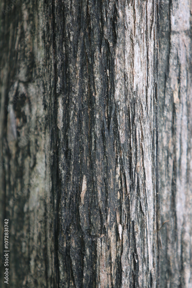 Bark skin texture background, nature hardwood Bark skin texture background, nature hardwood