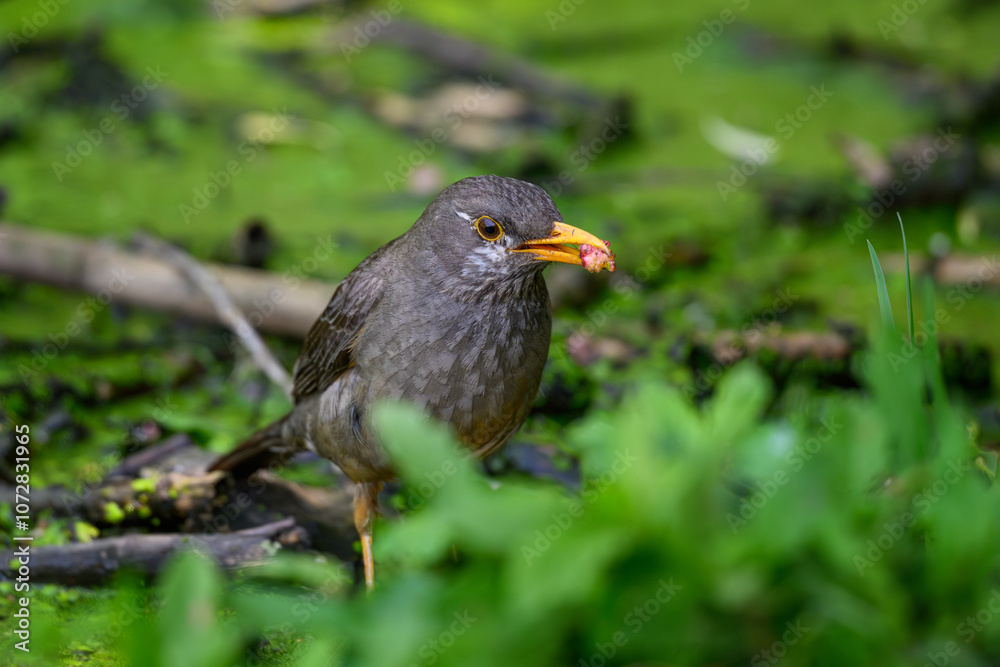 Fototapeta premium A Karoo thrush eating against a green background, Rietvlei nature Reserve, South Africa