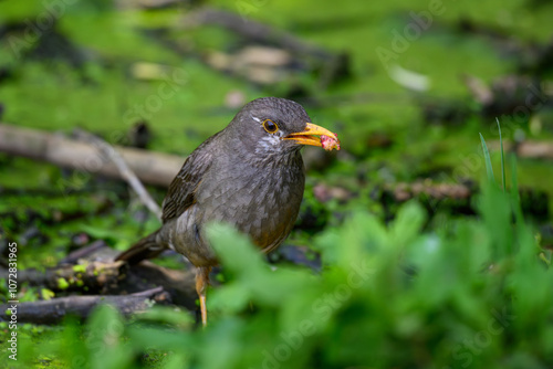 A Karoo thrush eating against a green background, Rietvlei nature Reserve, South Africa