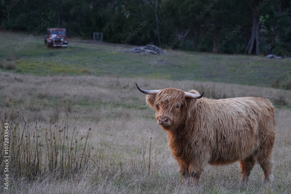 A highland cow standing in a field A highland cow standing in a field