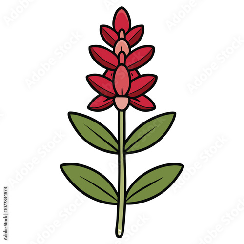 Sage flowers on on white background. Vector illustration of medical herb.