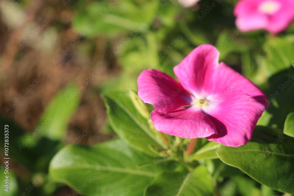 ニチニチソウ育て方越冬種まき花言葉ピンク ニチニチソウ育て方越冬種まき花言葉ピンク