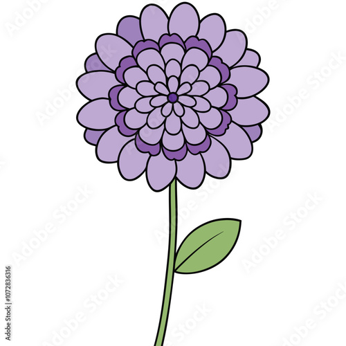 scabiosa flower, vector drawing garden plant at white background